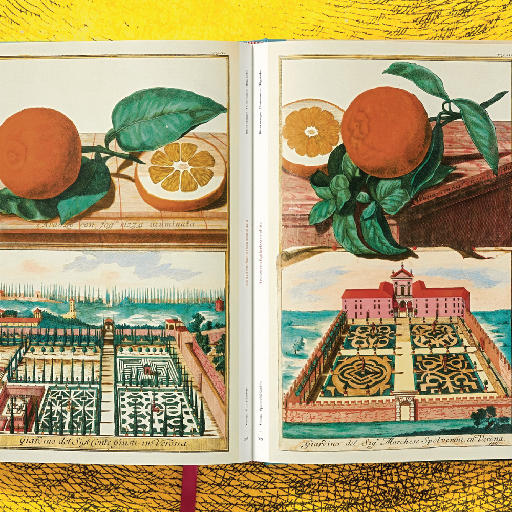 TASCHEN J. C. Volkamer. The Book of Citrus Fruits – Wynn at Home