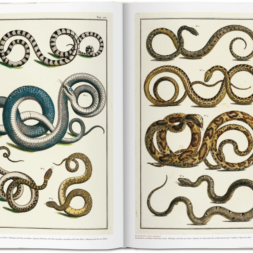 セバ著 Cabinet of Natural Curiosities25th Seba. Cabinet of セバ著 Cabinet of Natural Curiosities25th Seba. Cabinet of