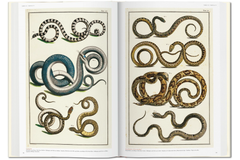 TASCHEN Seba. Cabinet of Natural Curiosities Book